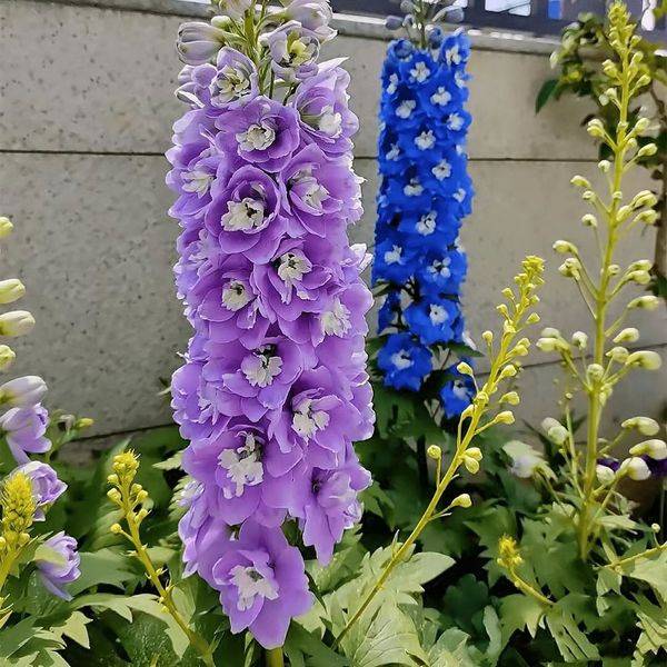 Delphinium Flower Seeds – ২০০ ক্যাপসুল (ইম্পোর্টেড ফুলের বীজ)