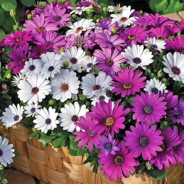 Snake Eye Chrysanthemum Seeds – ১০০০ পিস (ইম্পোর্টেড ফুলের বীজ)