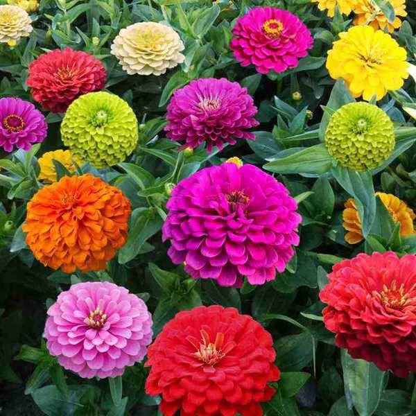 Zinnia Seeds – ২০০ পিস (ইম্পোর্টেড ফুলের বীজ)
