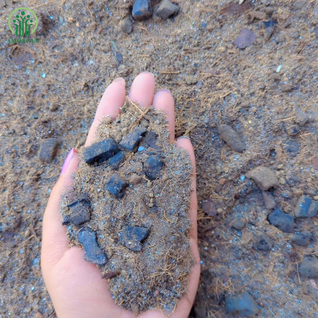 সেনসেভেরিয়া মিডিয়া -কেজি ১১০ টাকা