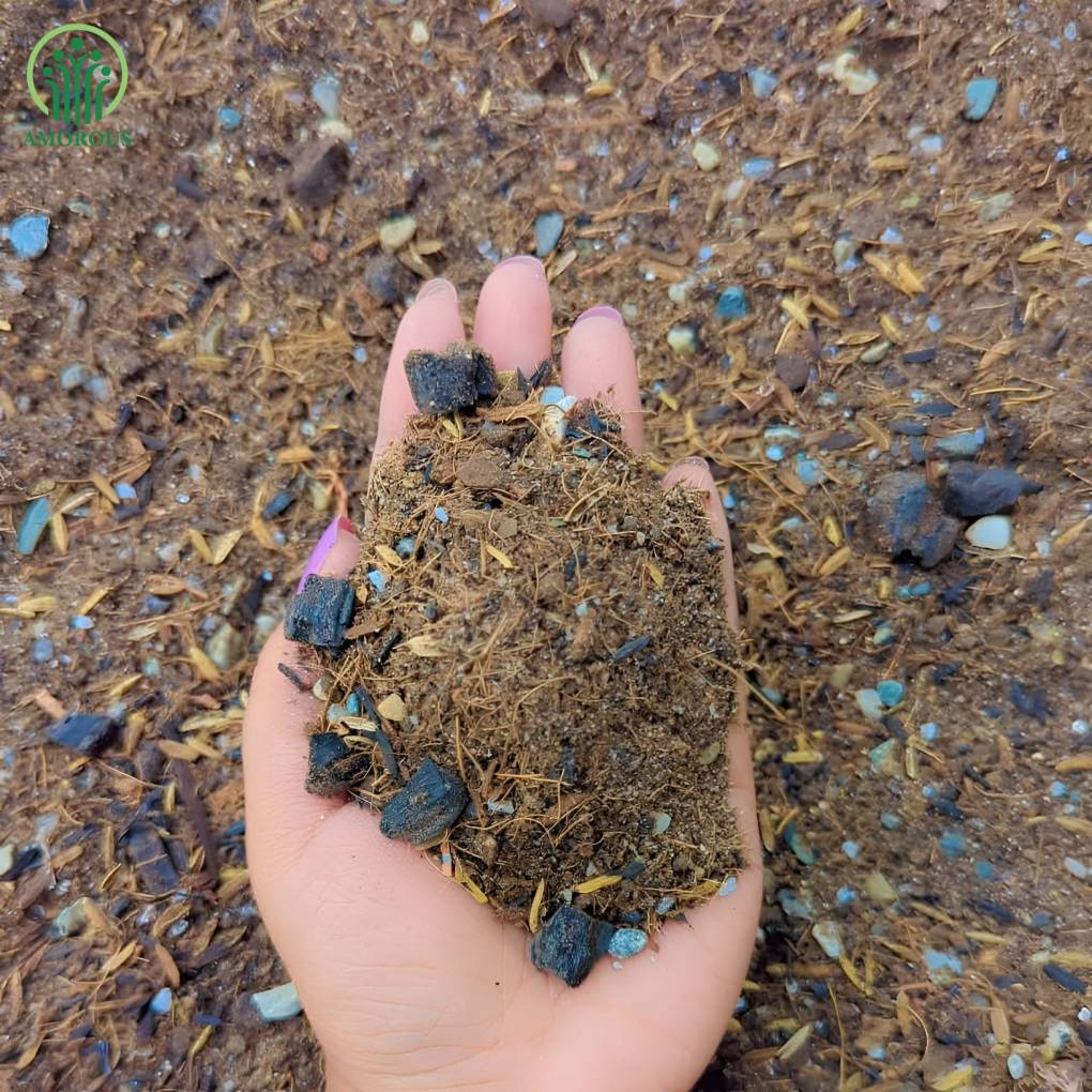 এগনোনিমা মিডিয়া -কেজি ১৩০ টাকা