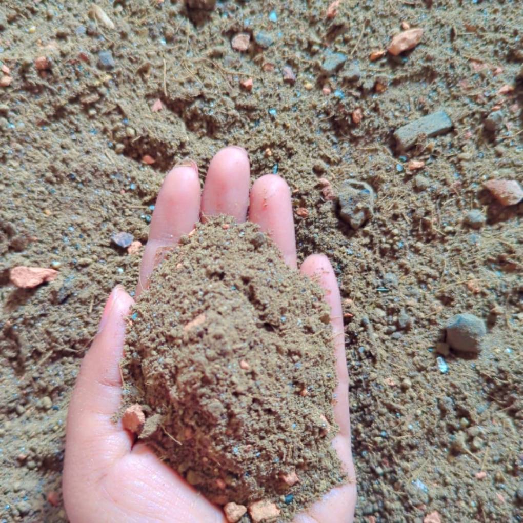 কাটামুকুট মিডিয়া -কেজি  ১০০ টাকা