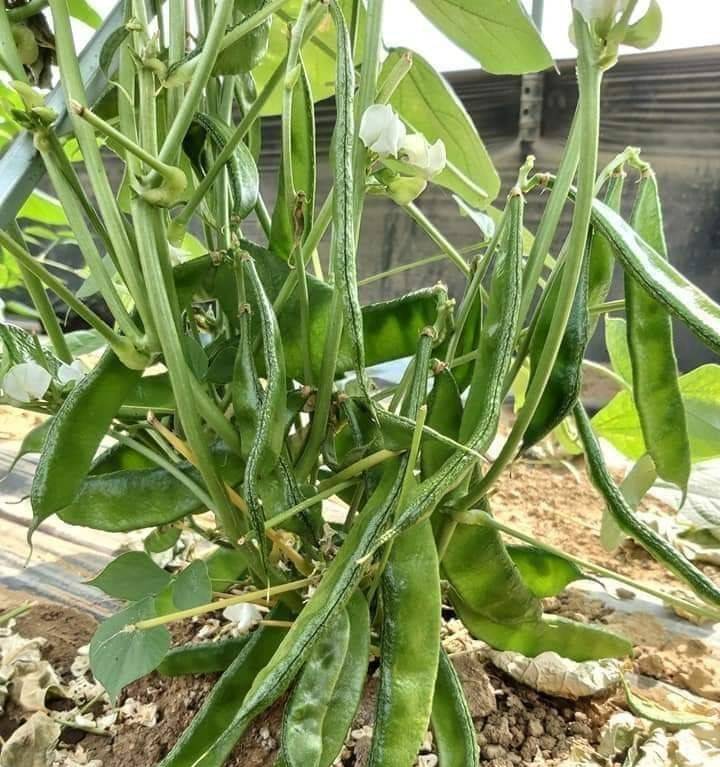 ( হাইব্রিড ) কেরালা শিমের বীজ