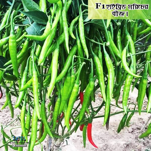 হাইব্রিড বগুড়ার ঝাল মরিচ