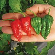 হাইব্রিড বোম্বাই মরিচ