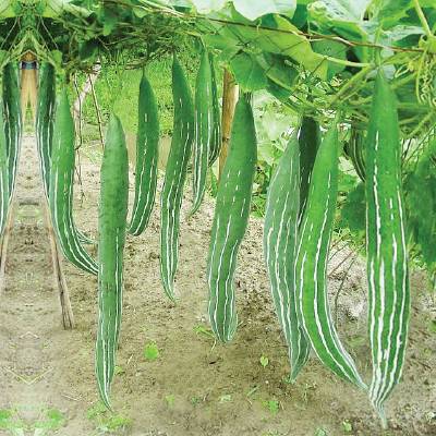 হাইব্রিড চিচিঙ্গা