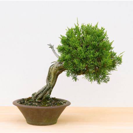 সাইপ্রাস (Cypress)  ঝাউ গাছ বীজ