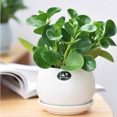 প্রিমিয়াম পেপেরোমিয়া (Peperomia Obtusifolia) - বেবি রাবার প্ল্যান্ট বীজ