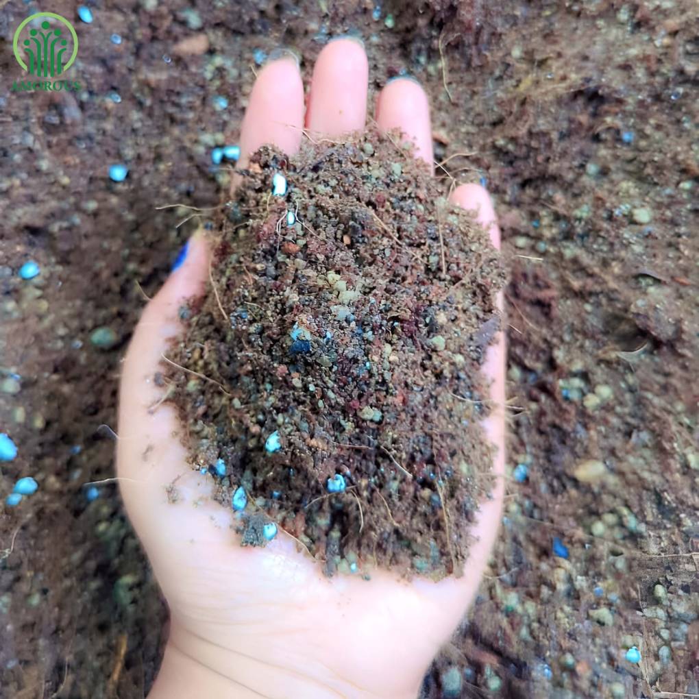 সিঙ্গোনিয়াম মিডিয়া - ১২০ টাকা